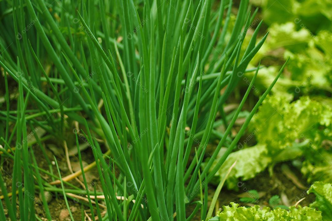 Plantio folhas verduras horta floresta