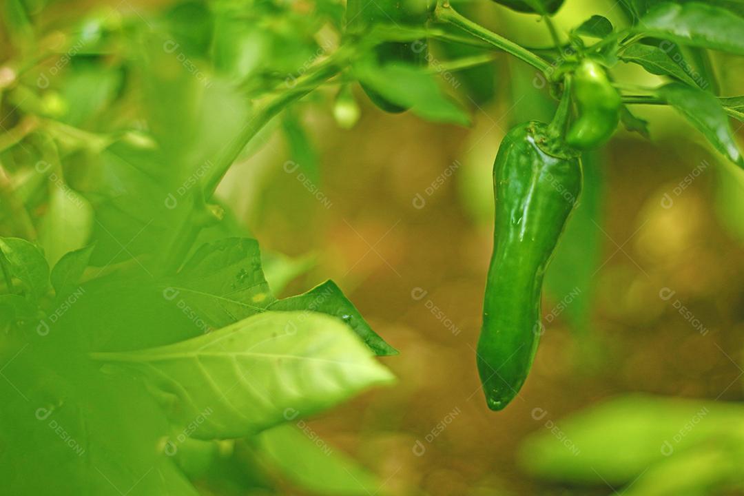 Plantio folhas verduras horta floresta