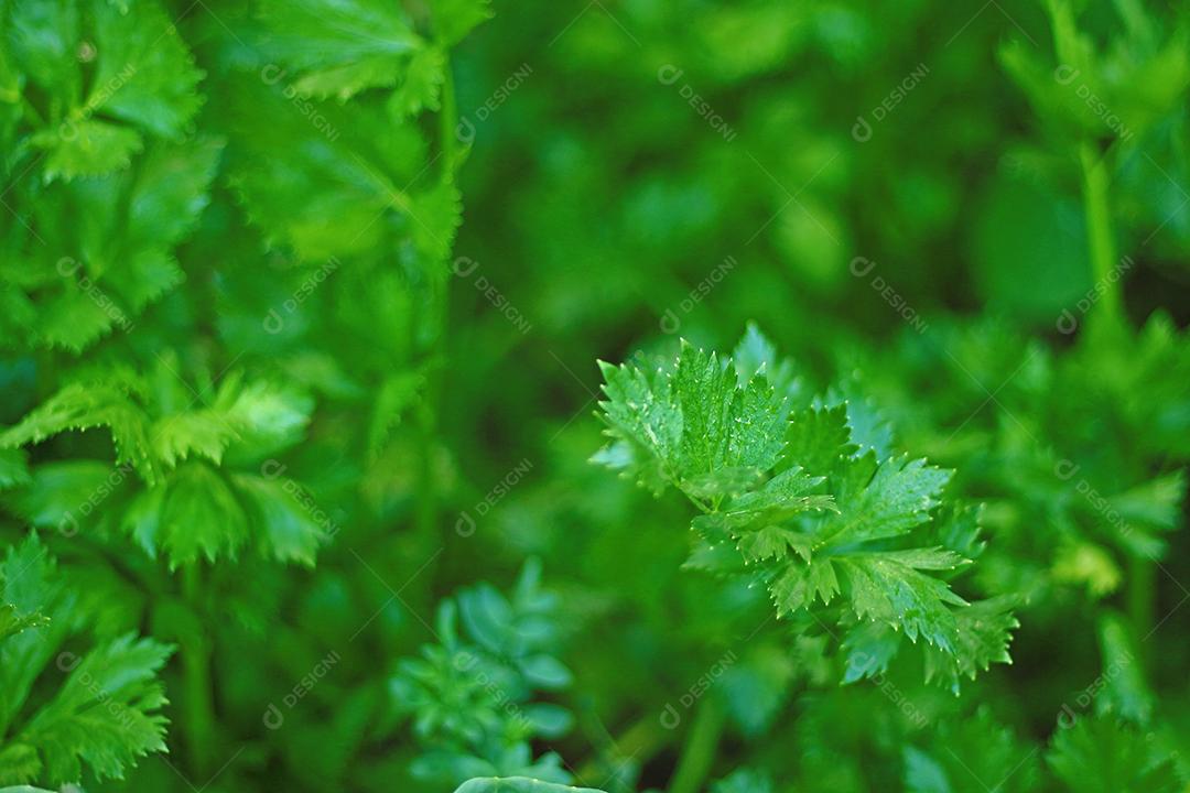 Plantio folhas verduras horta floresta