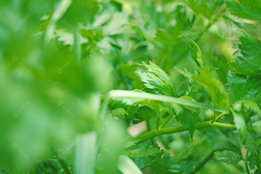Plantio folhas verduras horta floresta