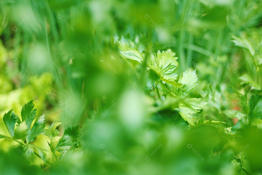 Plantio folhas verduras horta floresta