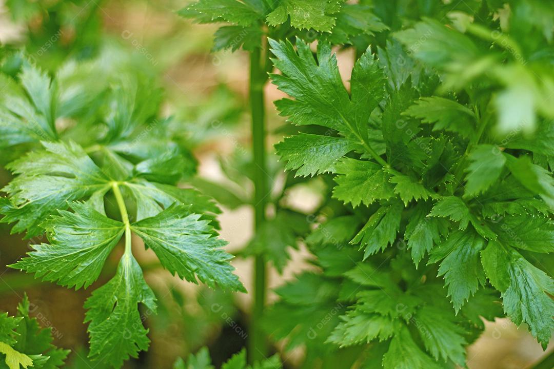 Plantio folhas verduras horta floresta