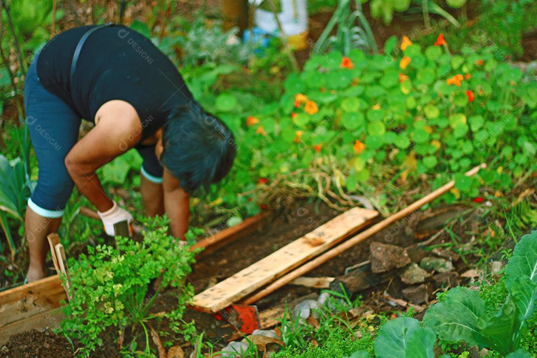 Plantio folhas verduras horta floresta