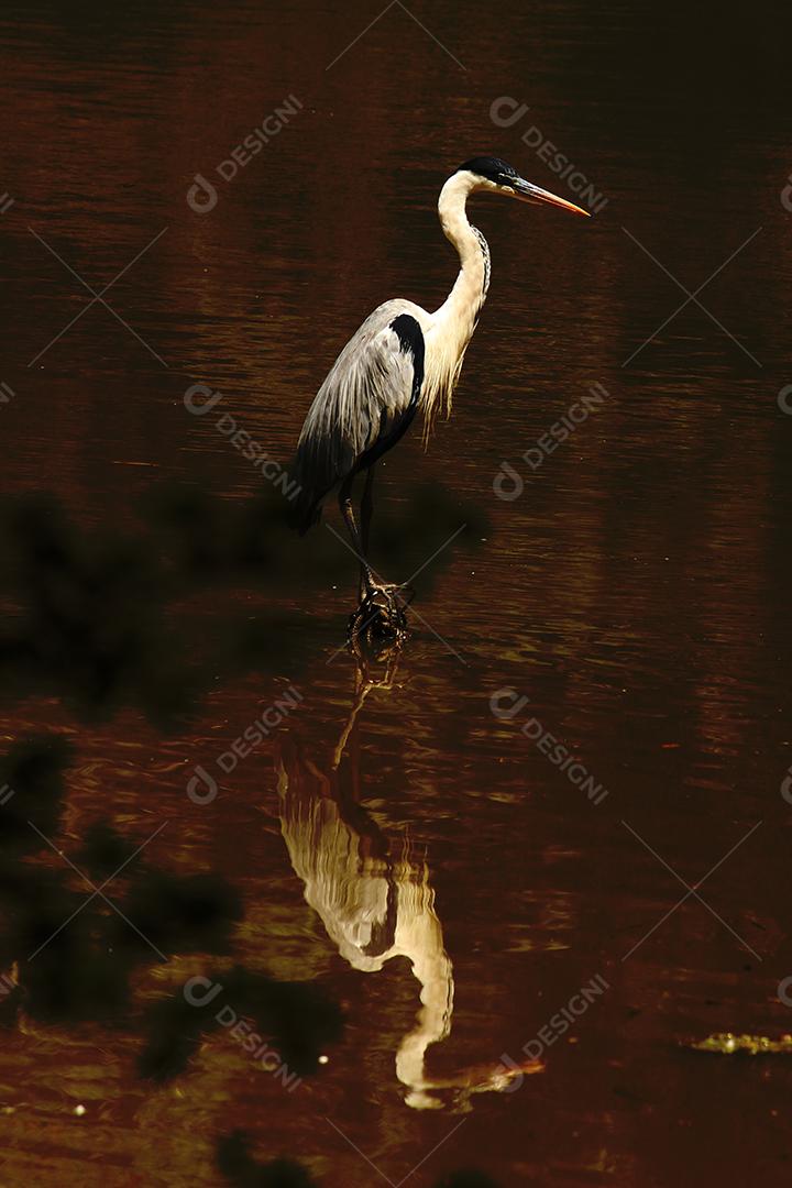 Garça-real-europeia na beira de um lago