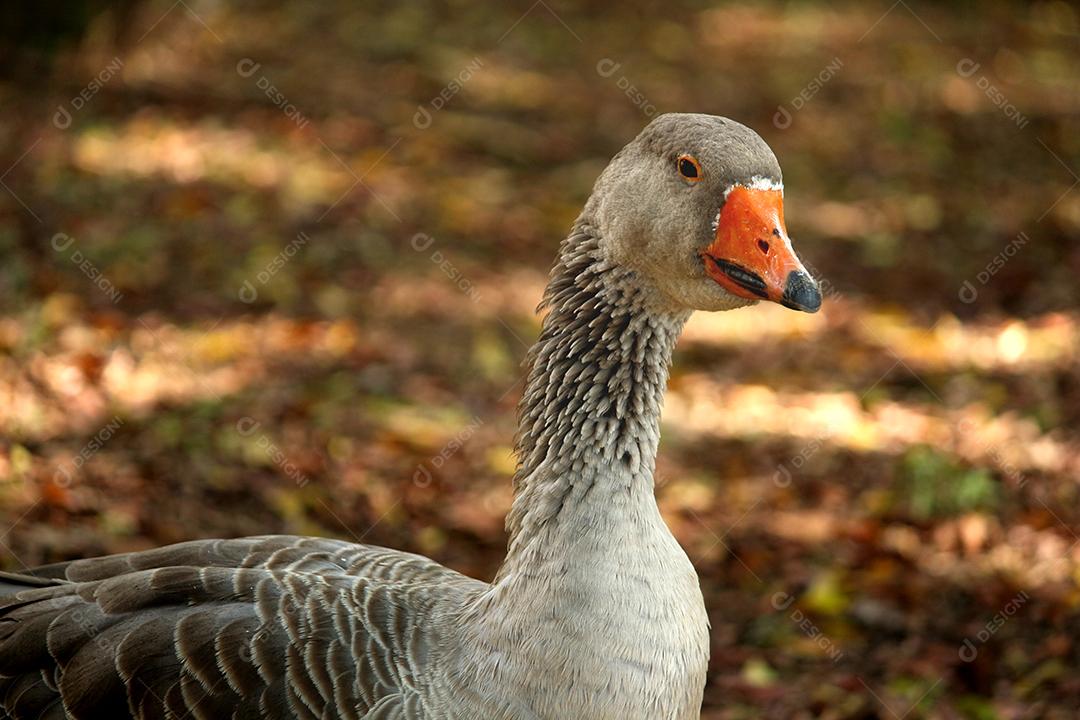 Pato andando sobre campo fazenda criação