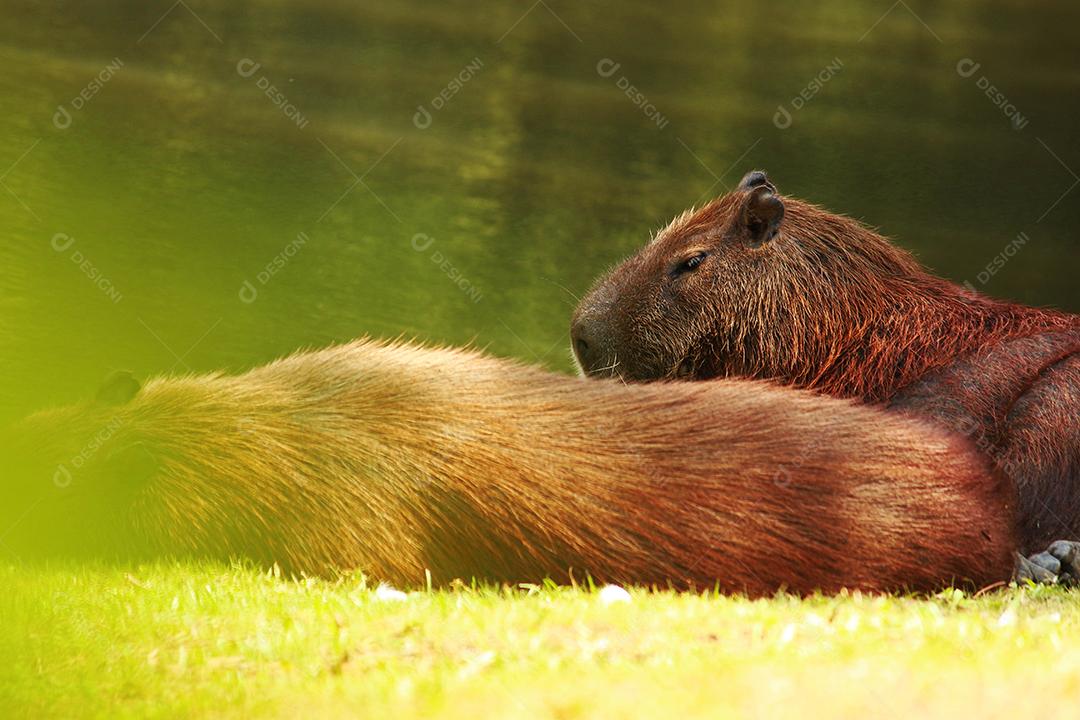 Animais capivara na beira de um lago floresta