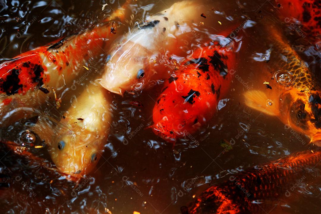 Peixe dentro da água pescas lago peixarias