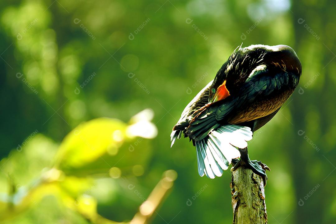 Passaros aves sobre galhos arvore floresta folhas