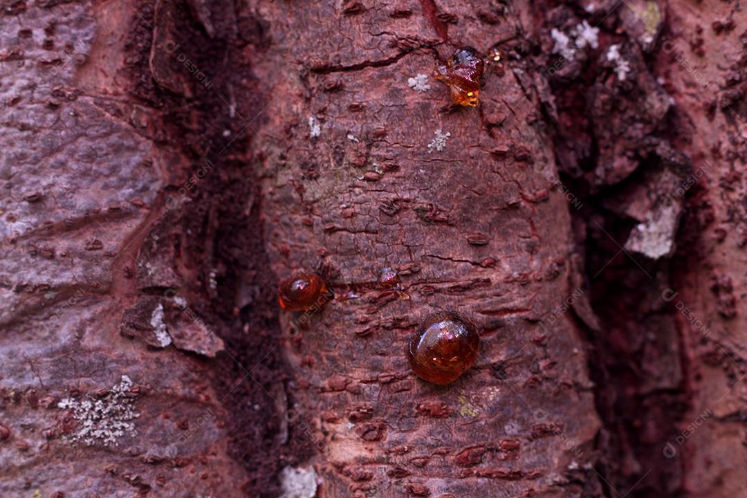 Textura Arvore tronco madeira sobre fundo desfocado