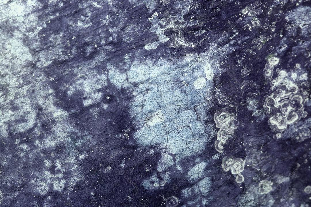 Textura Arvore tronco madeira sobre fundo desfocado