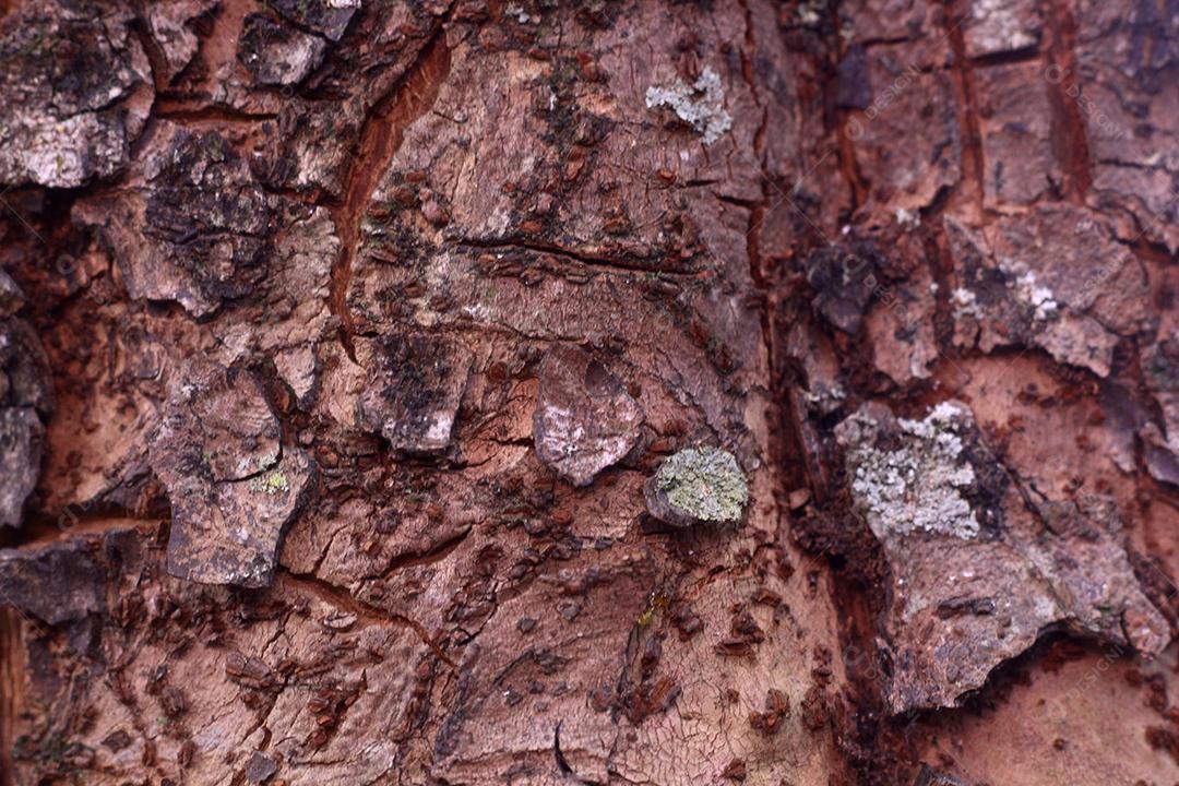 Textura Arvore tronco madeira sobre fundo desfocado