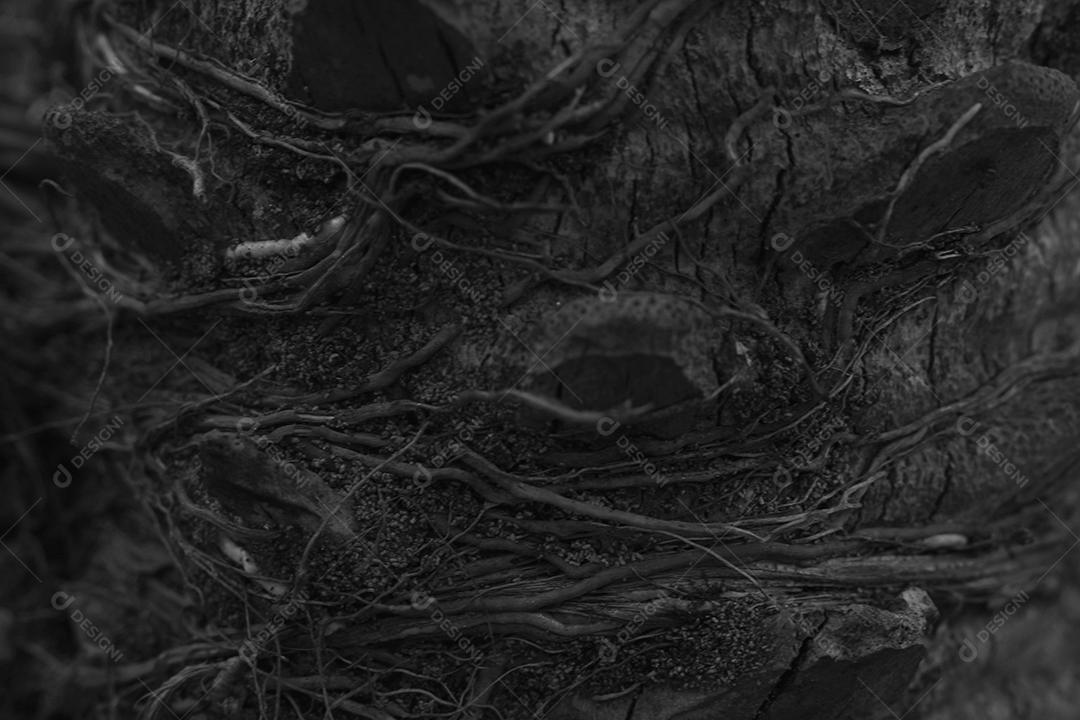 Textura Arvore tronco madeira sobre fundo desfocado