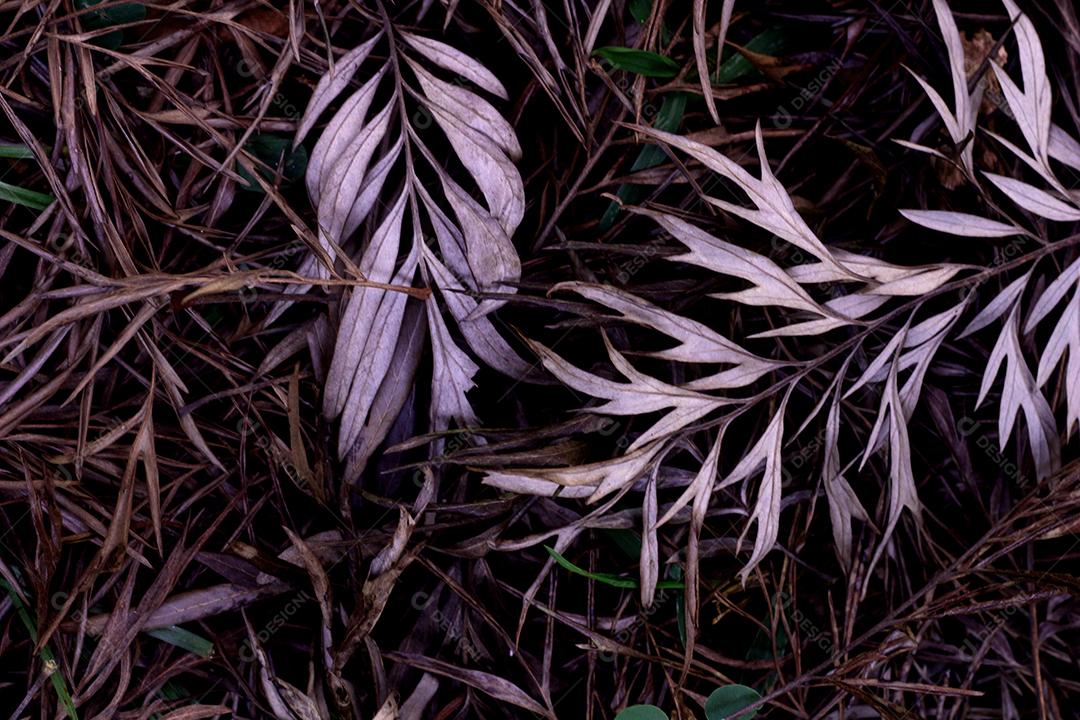 Floresta folhas sobre chão