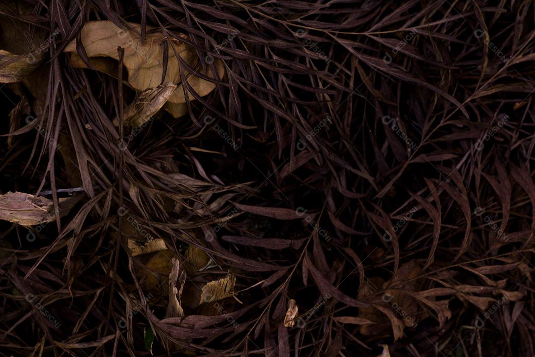 Floresta folhas sobre chão