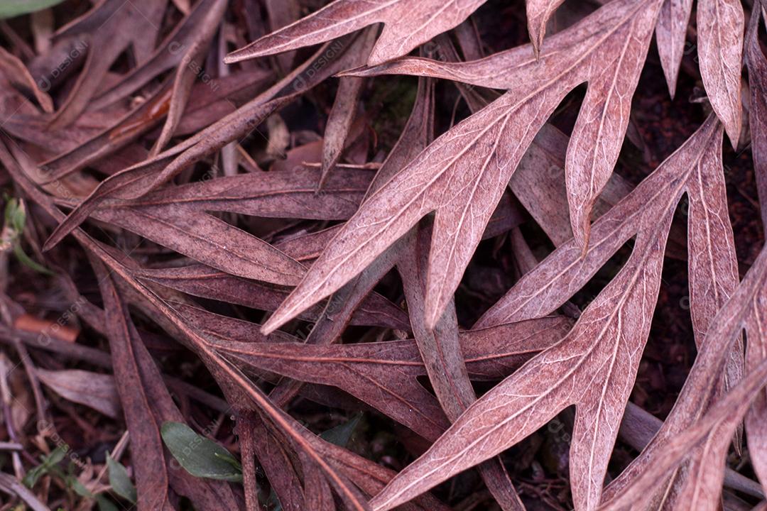 Floresta folhas sobre chão