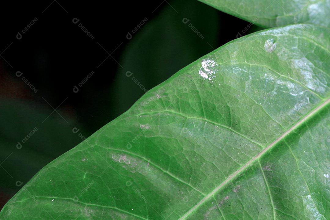 Floresta folhas sobre chão