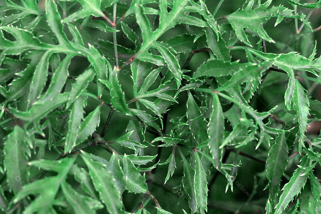 Floresta folhas sobre chão