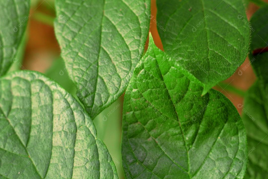 Floresta folhas sobre chão