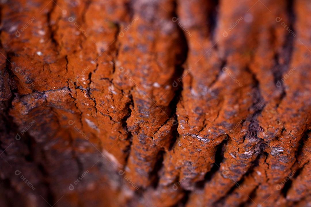 Textura Arvore tronco madeira sobre fundo desfocado