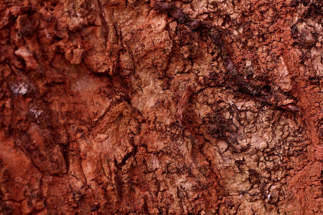 Arvore tronco madeira sobre fundo desfocado