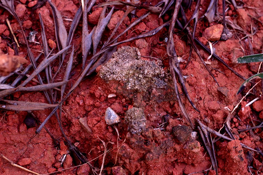 Arvore tronco madeira sobre fundo desfocado