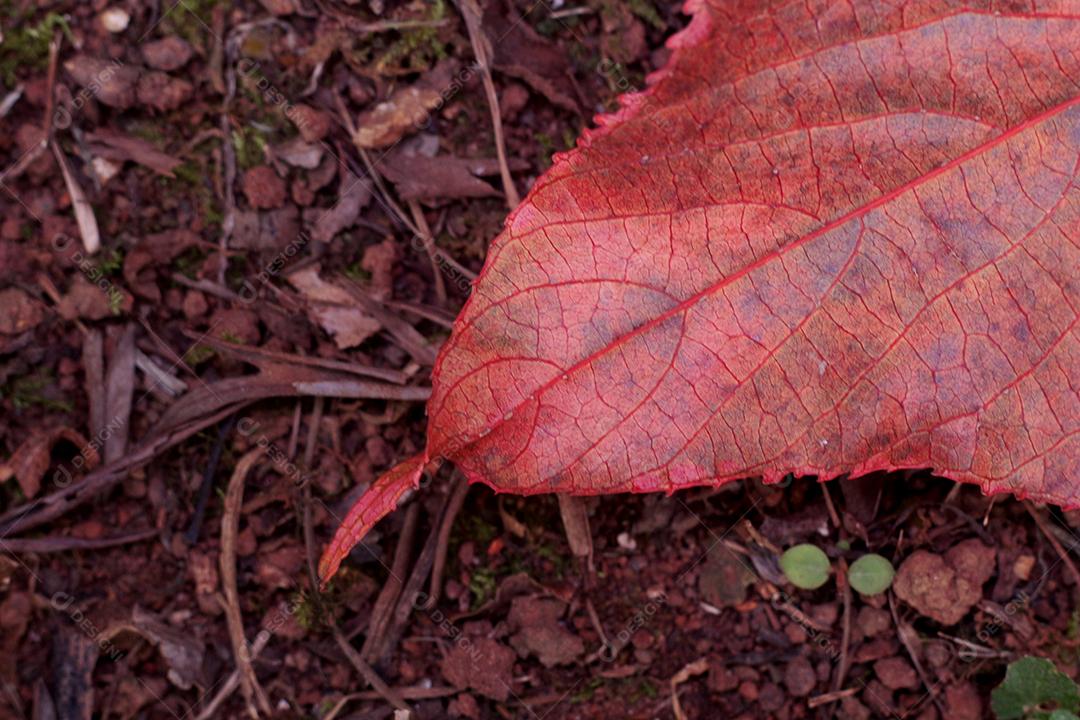 Folhas secas floresta sobre chão terra arvores