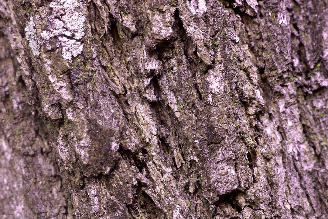 Arvore tronco madeira sobre fundo desfocado