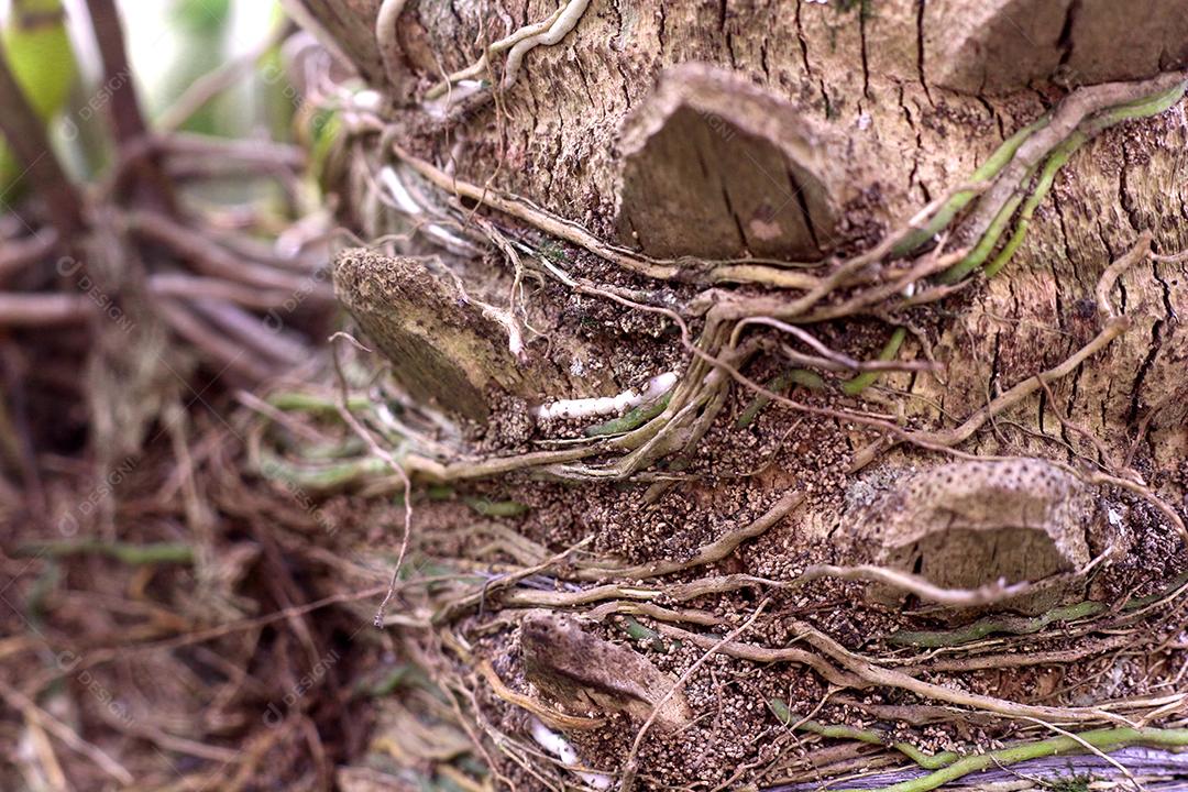 Arvore tronco madeira sobre fundo desfocado