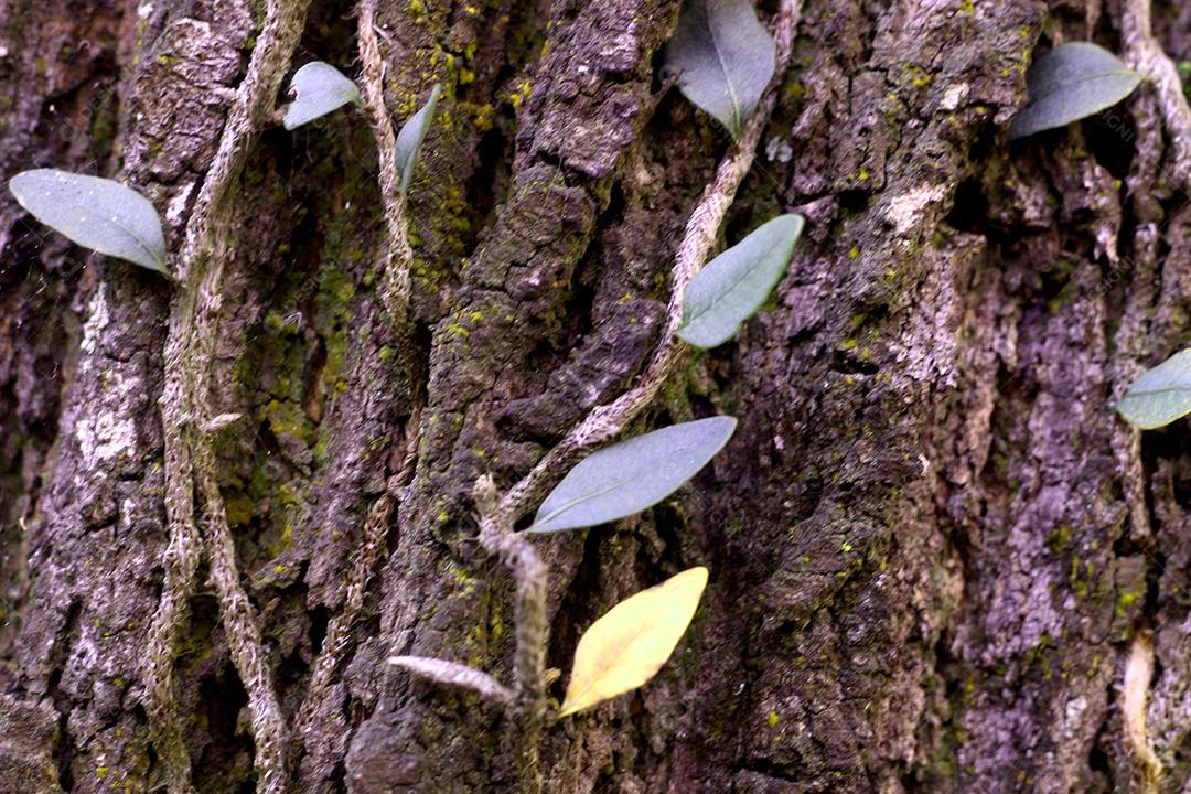 Arvore tronco madeira sobre fundo desfocado