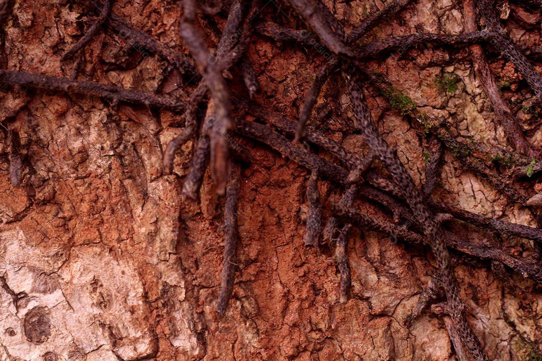 Arvore tronco madeira sobre fundo desfocado