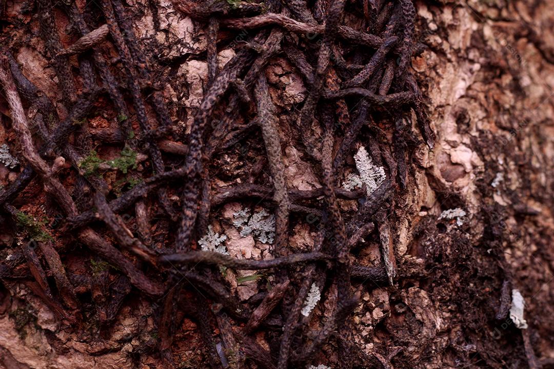 Arvore tronco madeira sobre fundo desfocado