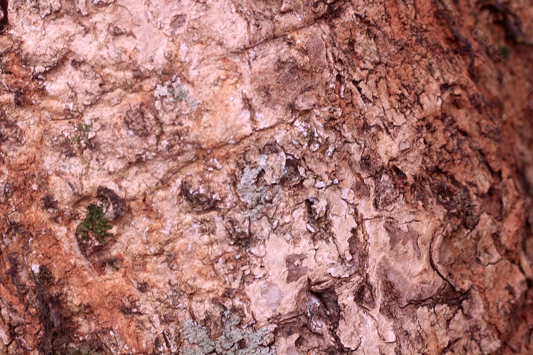 Arvore tronco madeira sobre fundo desfocado