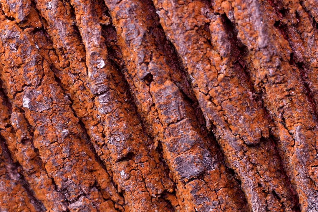 Arvore tronco madeira sobre fundo desfocado