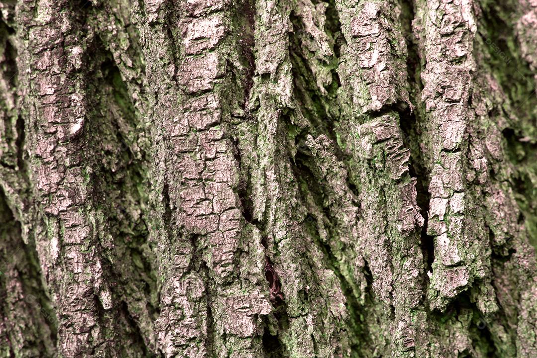 Textura Arvore tronco madeira sobre fundo desfocado