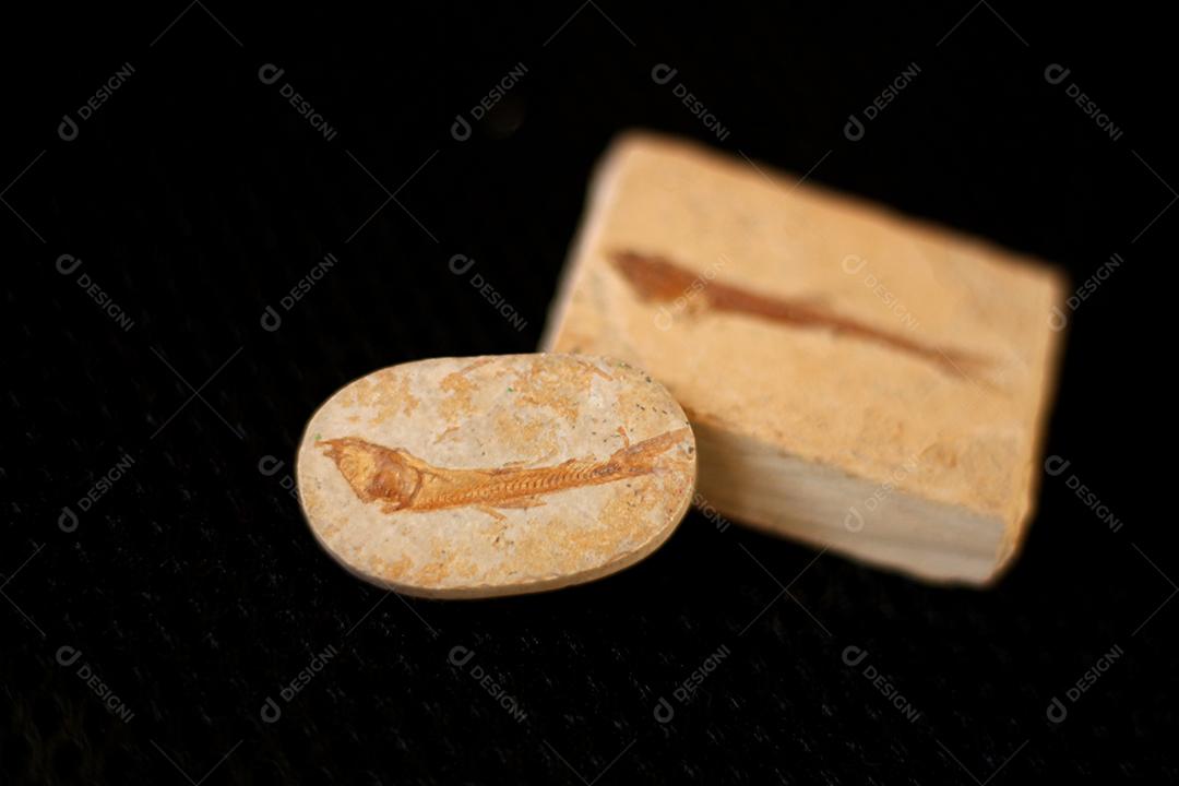 Antigo fóssil de peixe pequeno sobre fundo preto