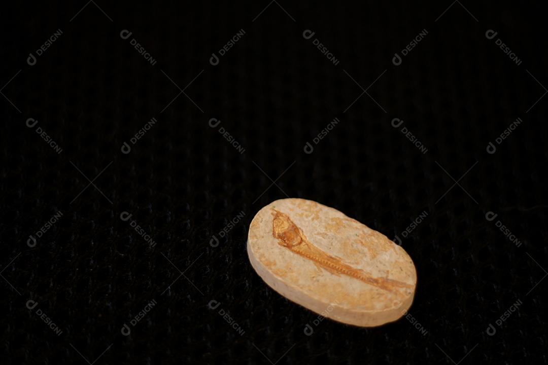 Antigo fóssil de peixe pequeno sobre fundo preto