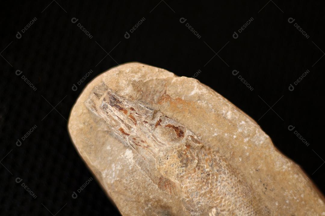 Antigo fóssil de peixe pequeno sobre fundo preto