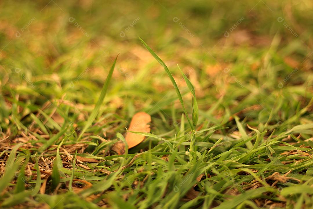 Textura de matos fazenda floresta