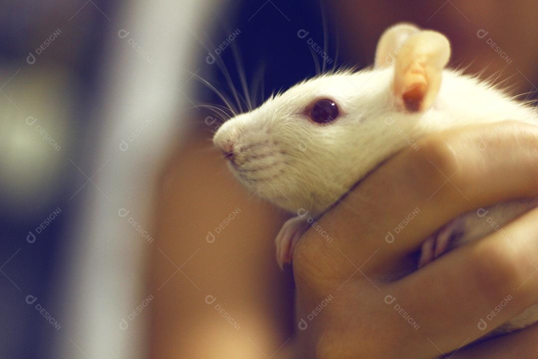 Pessoas segurando rato animal
