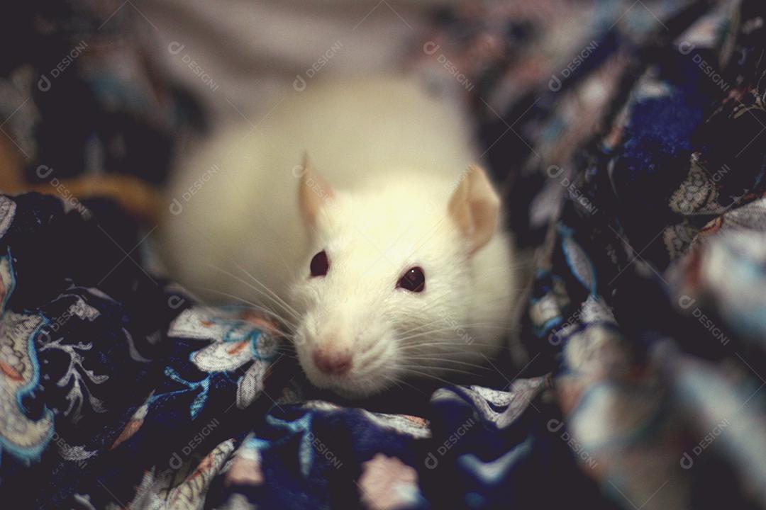 Rato animal andando sobre fundo desfocado