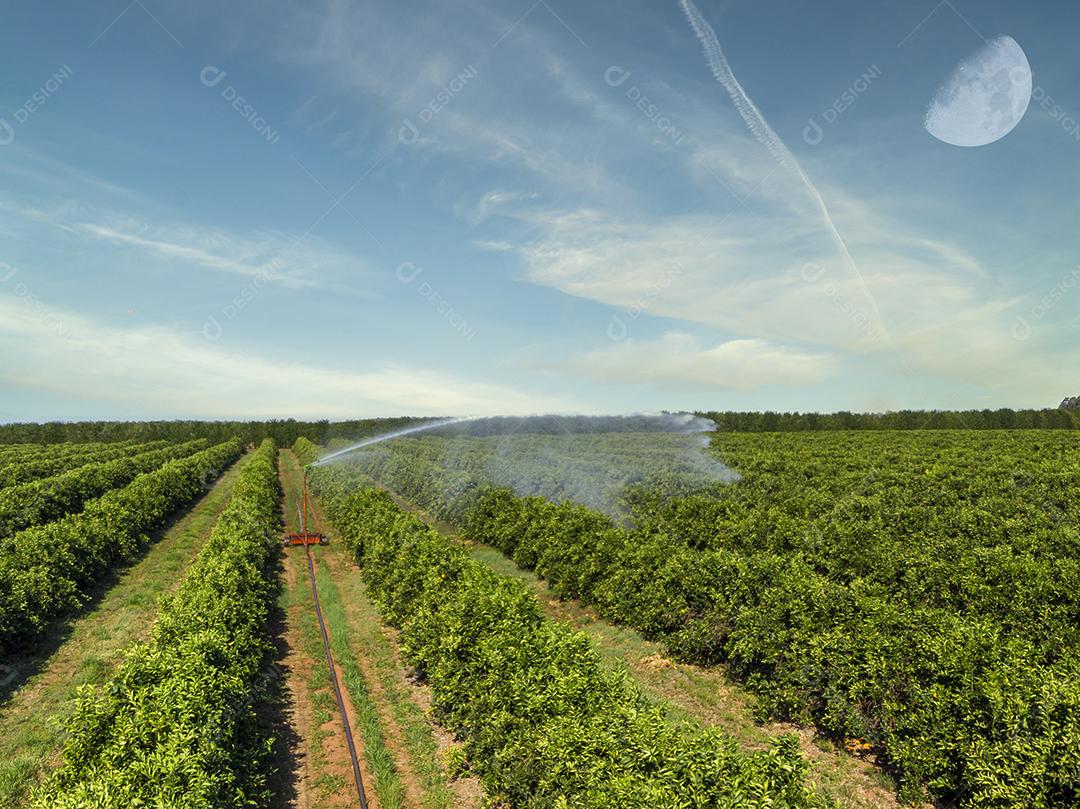 Irrigação em plantação de laranja em dia ensolarado no Brasil.