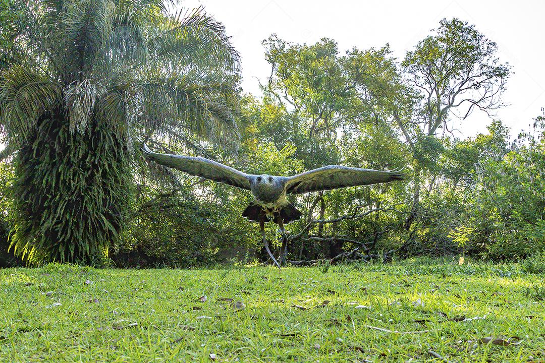 Aves passaros aguia voando sobre floresta