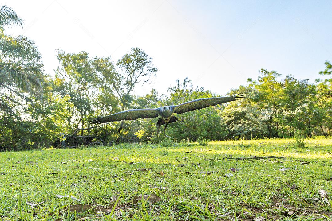 Aves passaros aguia voando sobre floresta