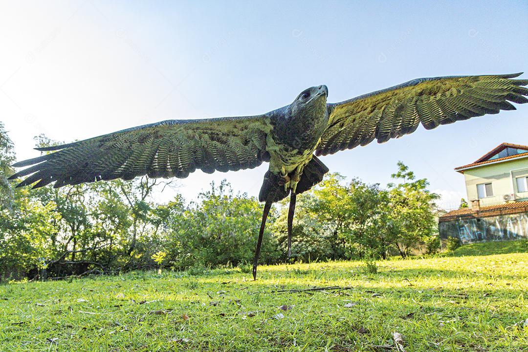Aves passaros aguia voando sobre floresta