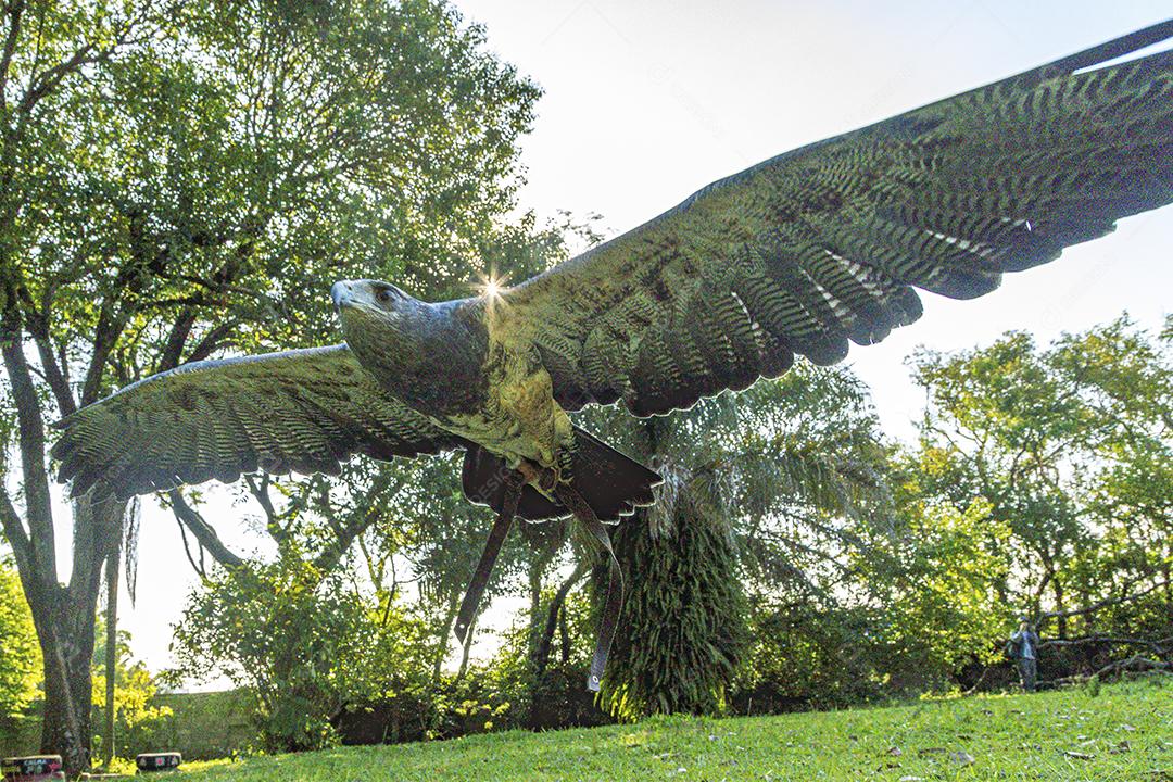 Aves passaros aguia voando sobre floresta