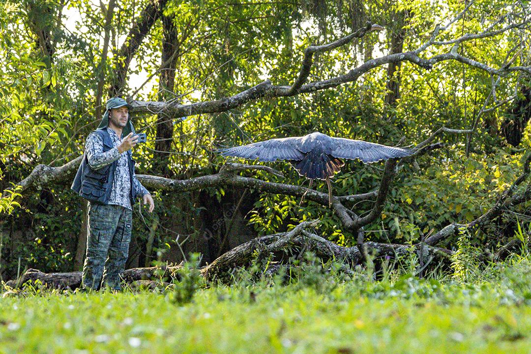 Aves passaros aguia voando sobre floresta