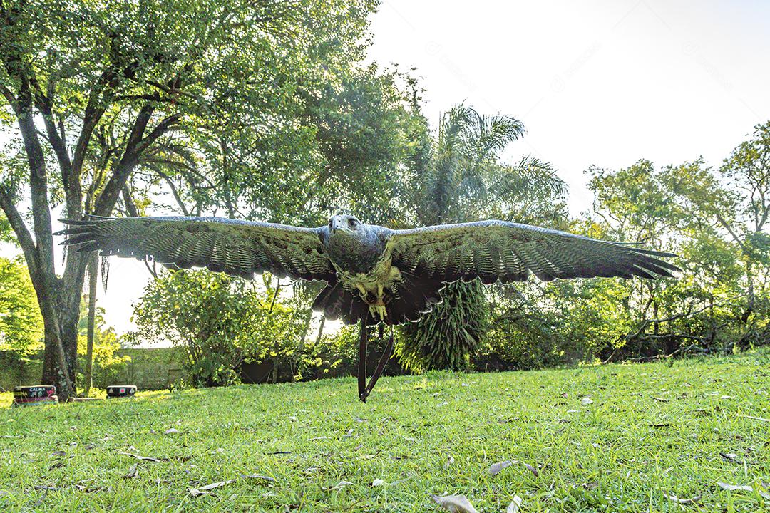 Aves passaros aguia voando sobre floresta