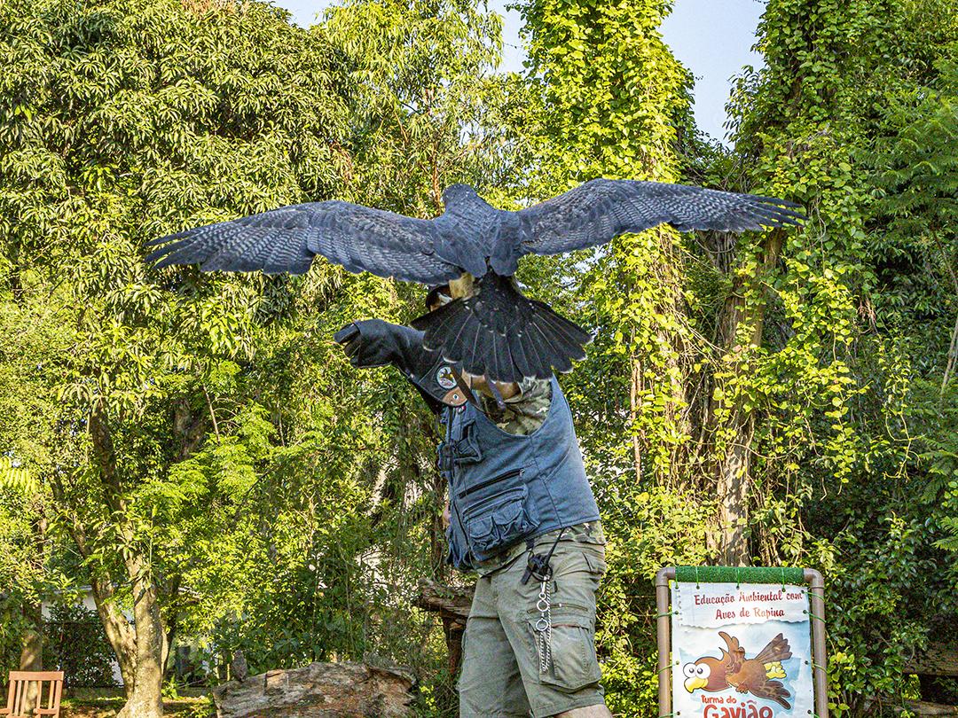 Homem segurando gavião sobre gramado