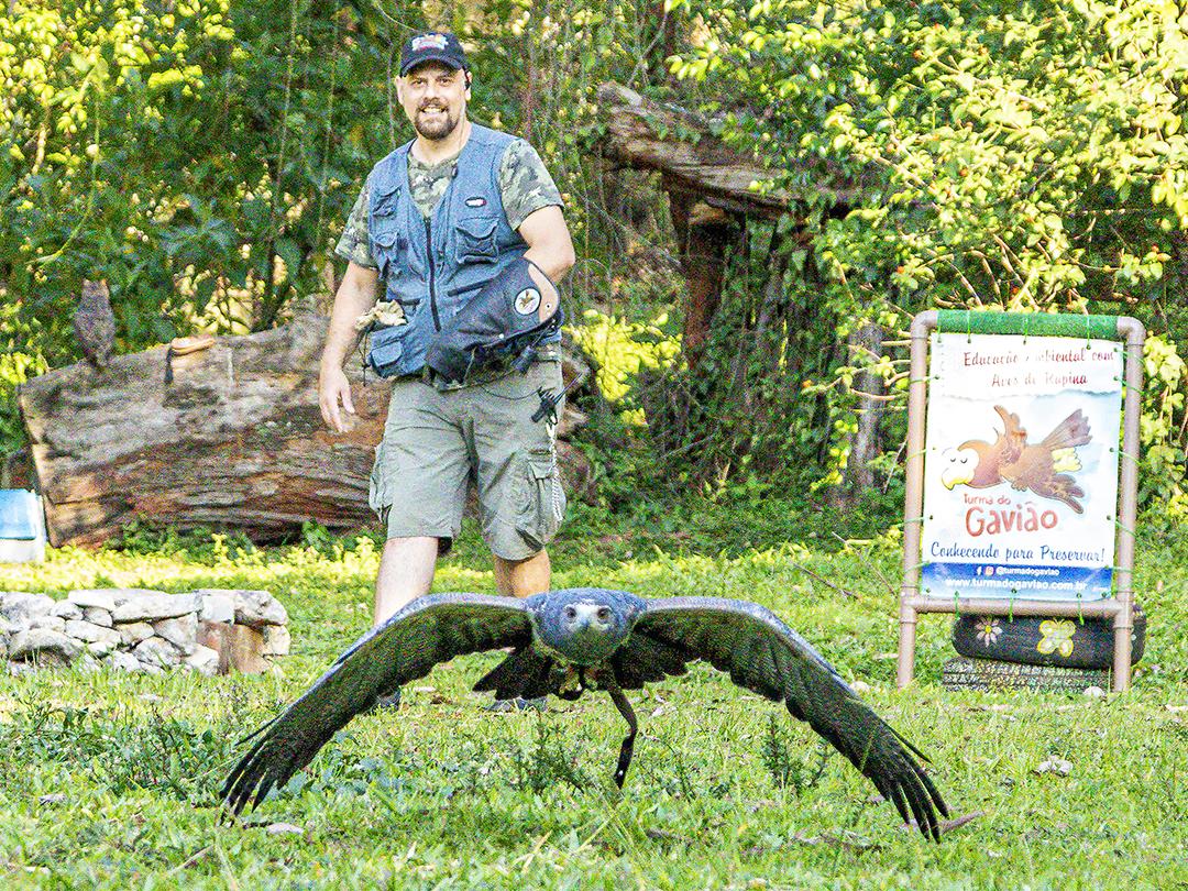 Aves passaros aguia voando sobre floresta