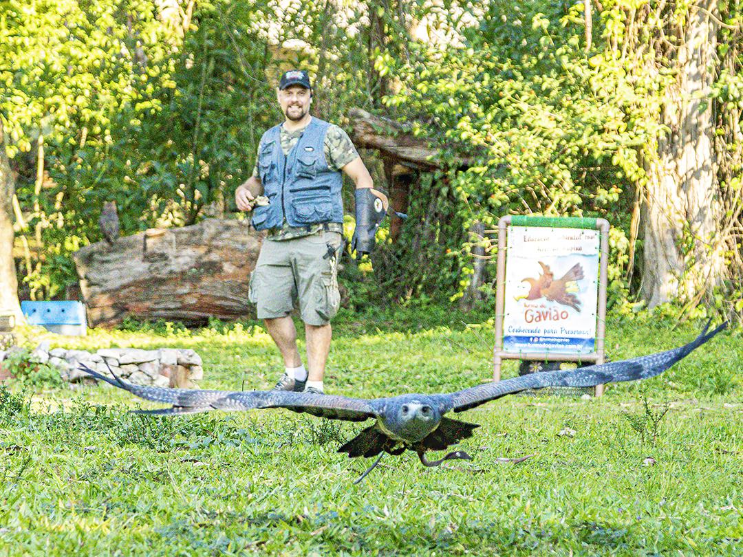 Aves passaros aguia voando sobre floresta